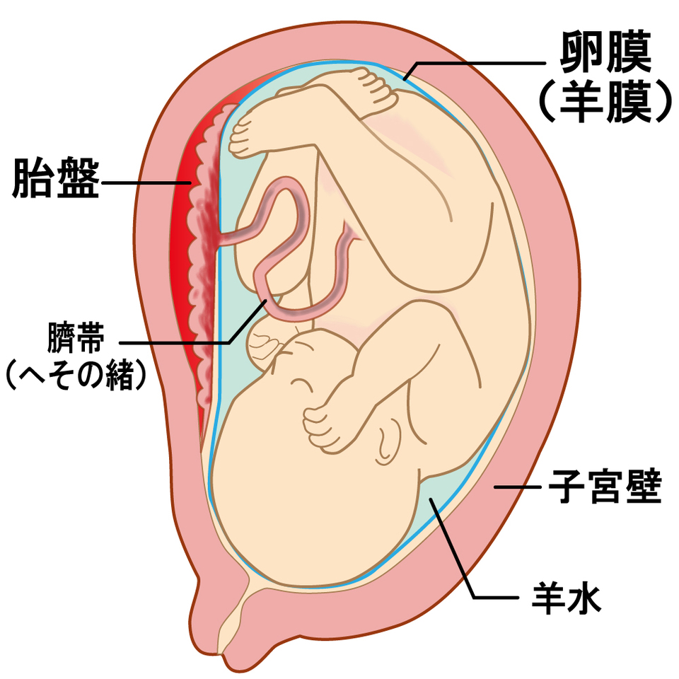 お腹にいる赤ちゃとそれを包む膜は不思議だらけです ～羊水の中で過ごす時間～